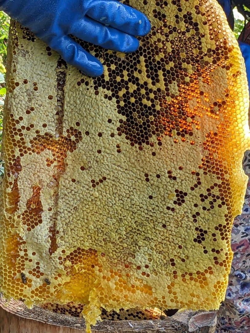 日本ミツバチ 蜂蜜 令和7年度 採れたて 1200g×2 たれ蜜 非加熱　百花蜜