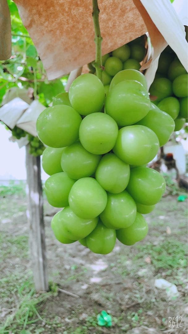 まきちゃん　7〜9房　5キロ