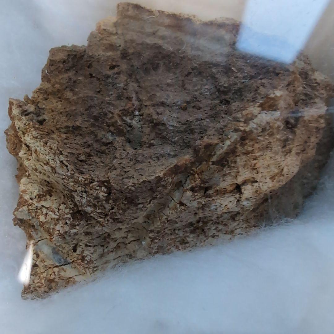 本物　トリケラトプス　フリル化石　ラベルケース付き