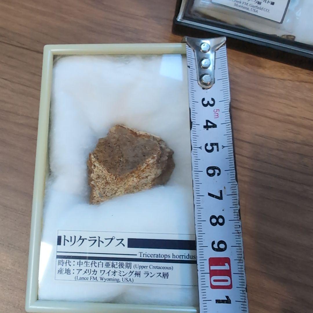 本物　トリケラトプス　フリル化石　ラベルケース付き