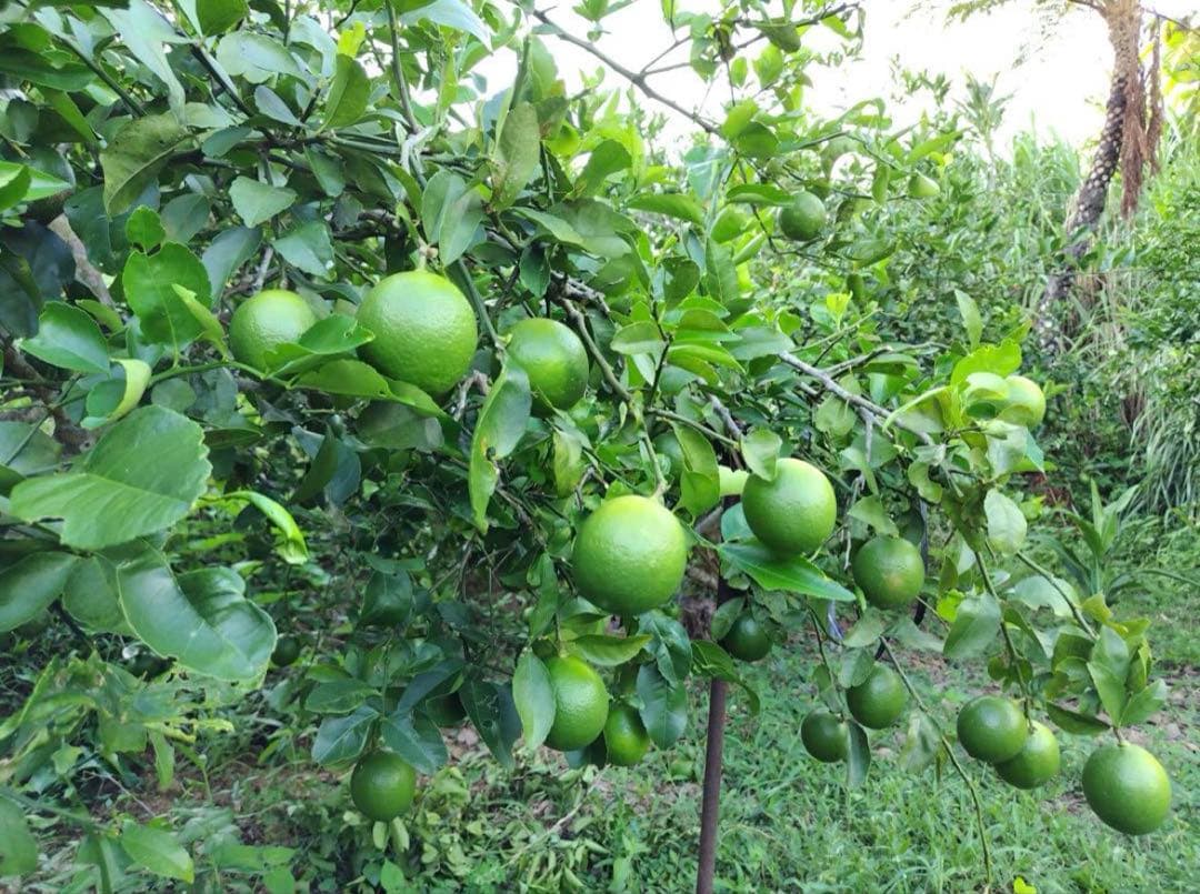 完全無農薬　石垣島産 マイヤーレモン １０kg