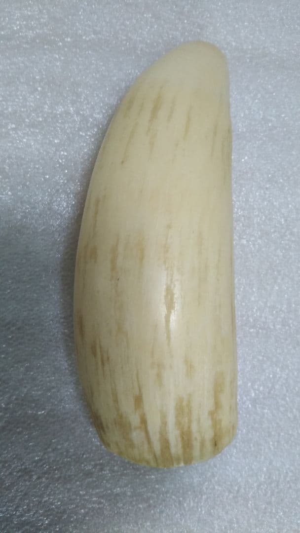 (値下げ)鯨歯　工芸素材　美品オブジェ