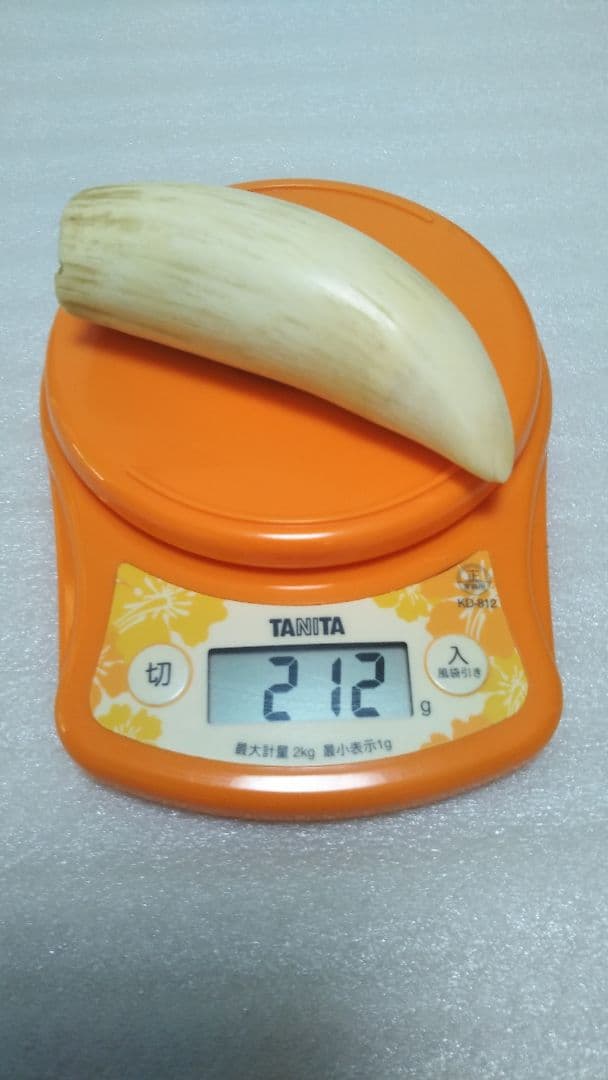 (値下げ)鯨歯　工芸素材　美品オブジェ