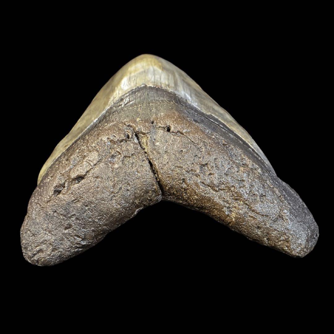 メガロドン　歯　化石　サウスカロライナ産　特大　最大