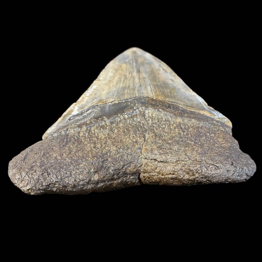 メガロドン　歯　化石　サウスカロライナ産　特大　最大