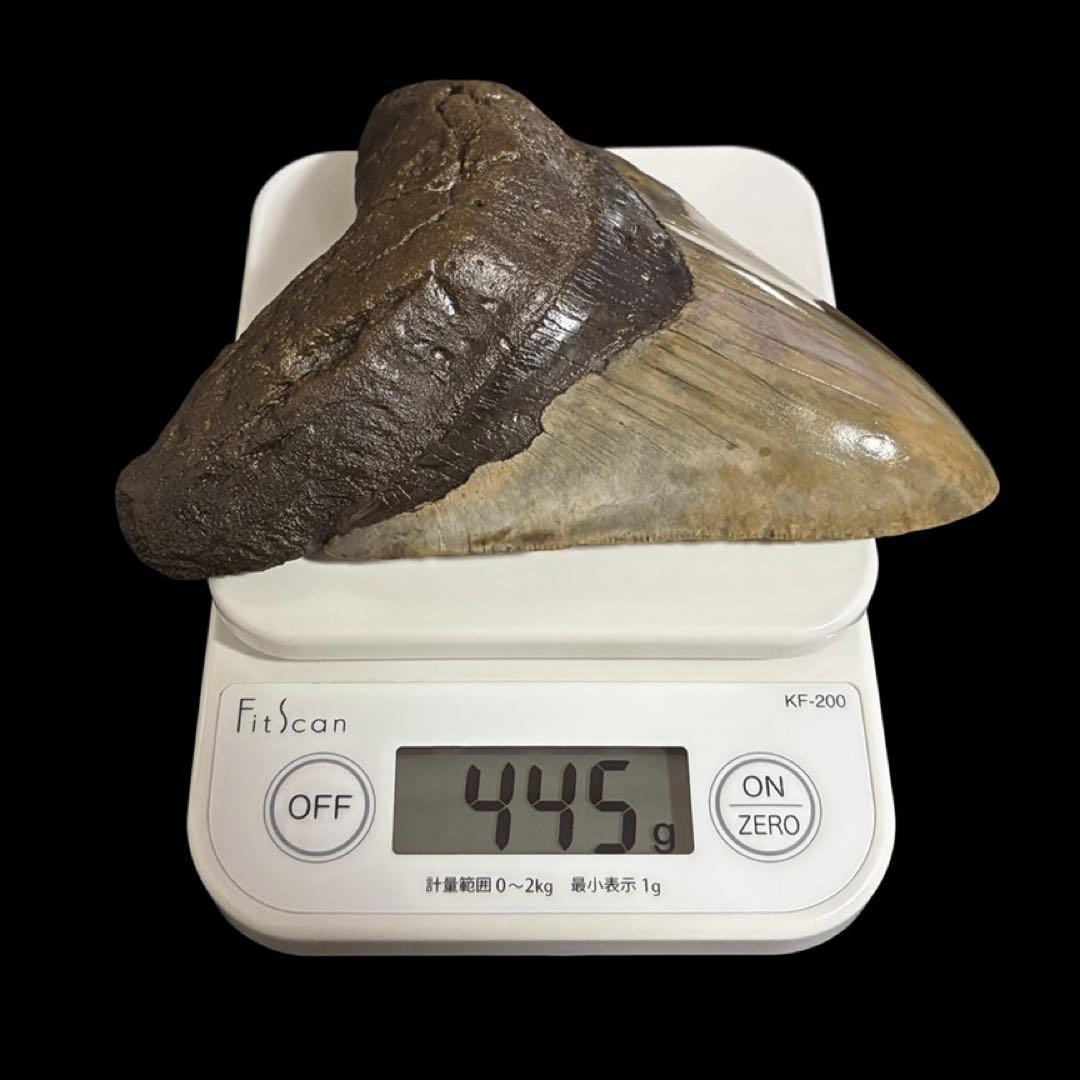 メガロドン　歯　化石　サウスカロライナ産　特大　最大