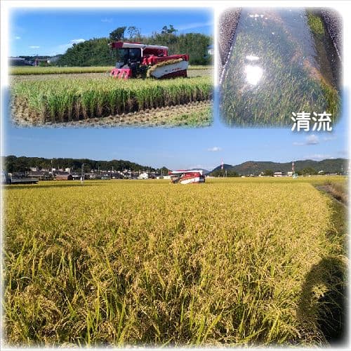 令和7年産 希少米 緑肥＆有機肥料 特別栽培米【朝日】15キロ