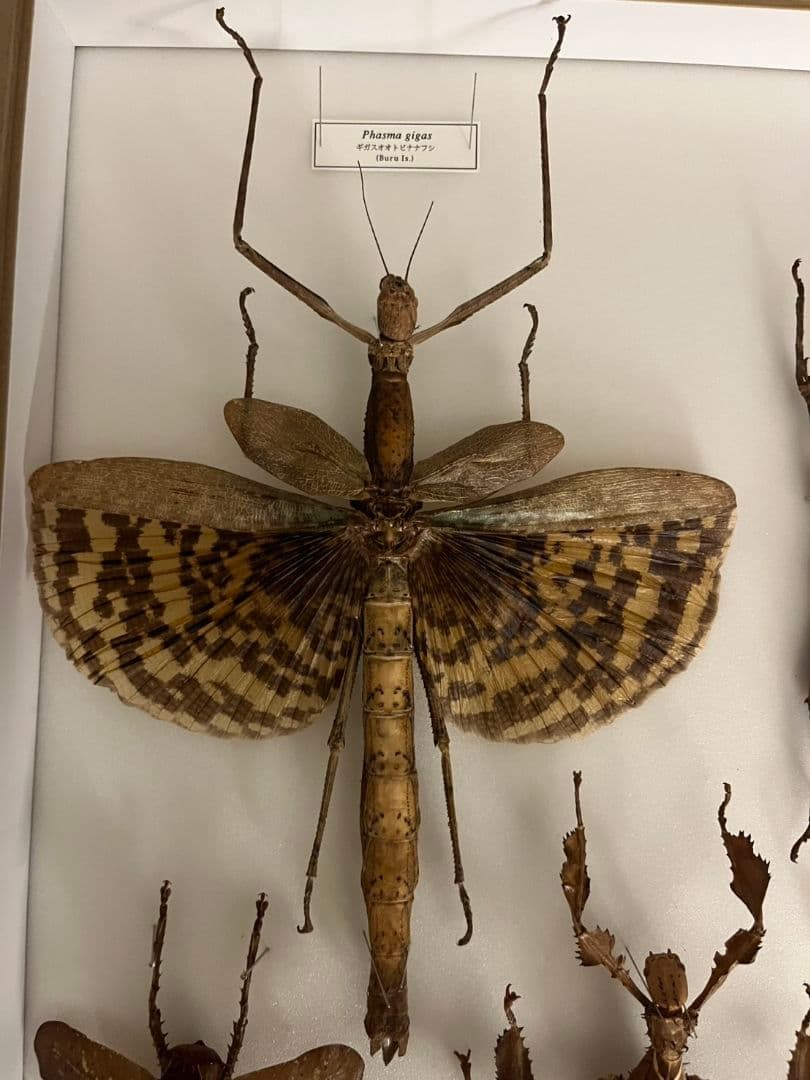 【200mm】ギガスオオトビナナフシの昆虫標本 コノハムシカマキリマンテ