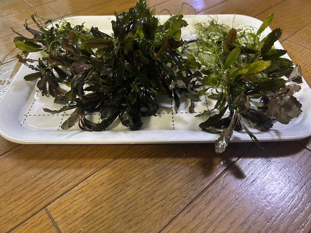 ブセファランドラ