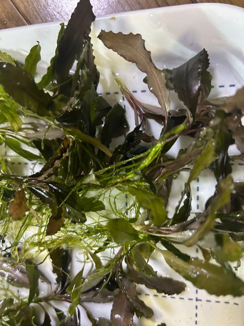 ブセファランドラ