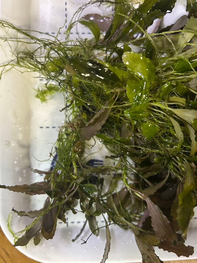 ブセファランドラ