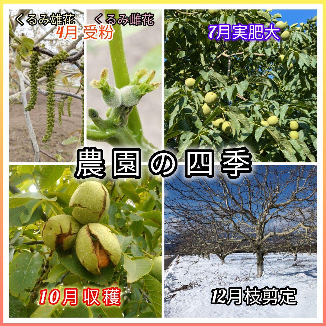 MARIKURI商品 25年 長野県 東御市 信濃くるみ サイズ小10kg