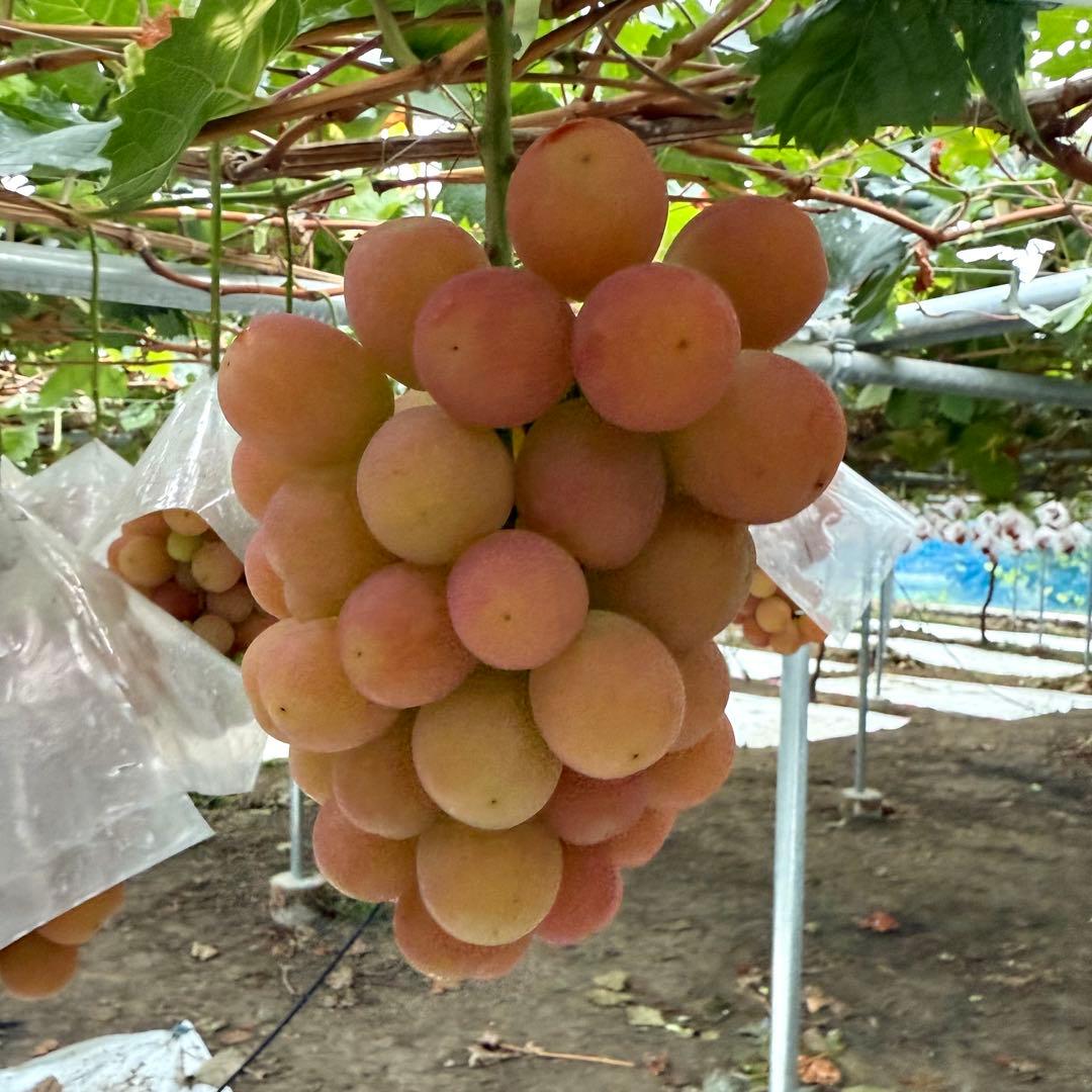 kaedenomo　【山梨県限定品種】訳ありサンシャインレッド 10kg