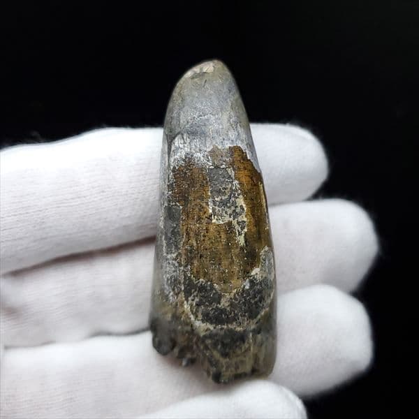 希少 スコミムス 化石 本物 ニジェール産 47.90mm sc7