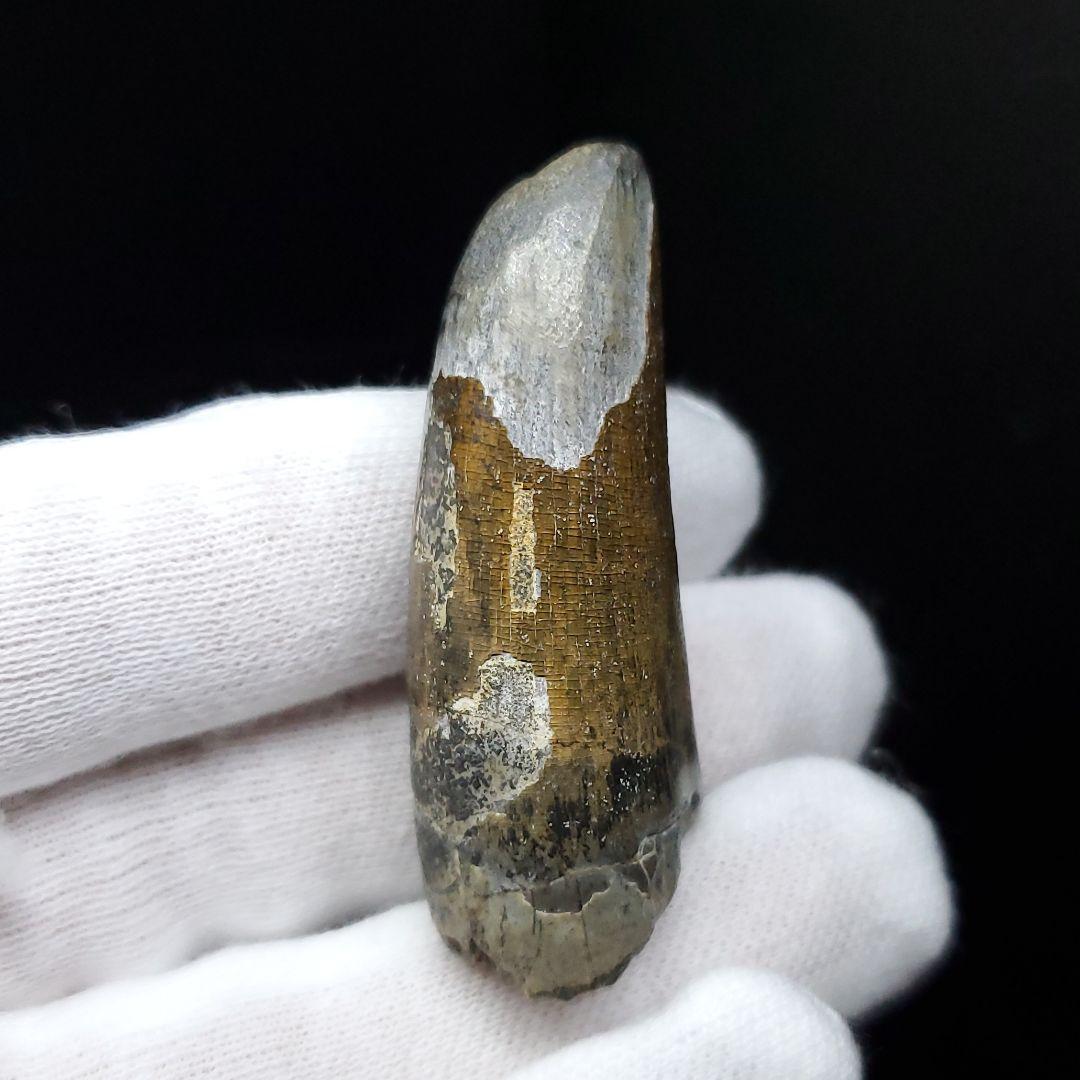 希少 スコミムス 化石 本物 ニジェール産 47.90mm sc7