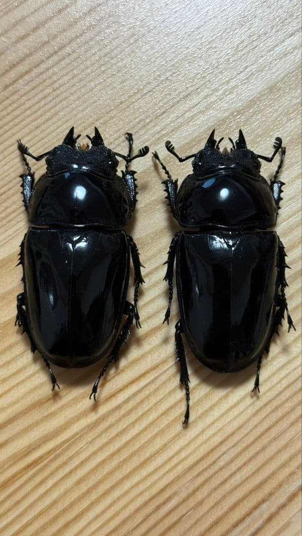 最終値下げ　タランドゥスオオツヤクワガタ　89mmUPトリオ