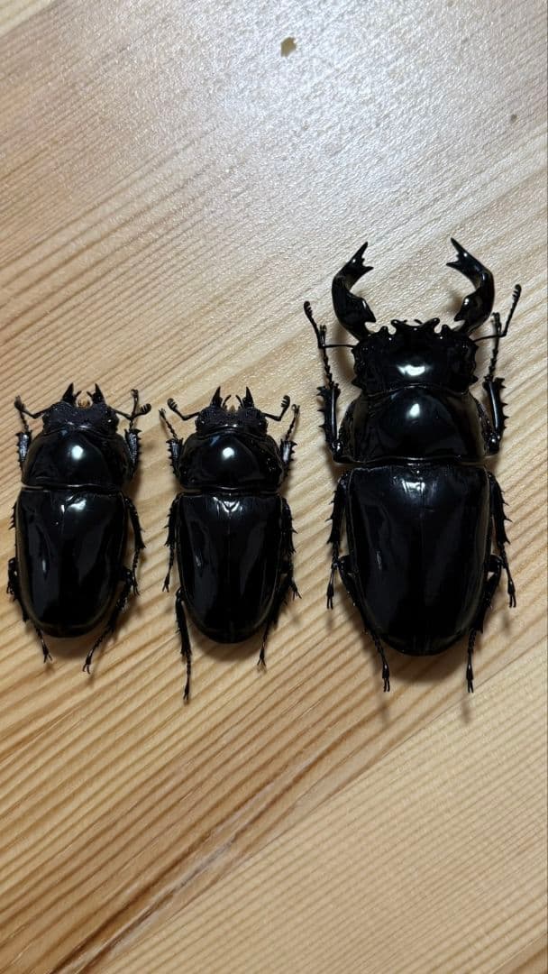 最終値下げ　タランドゥスオオツヤクワガタ　89mmUPトリオ