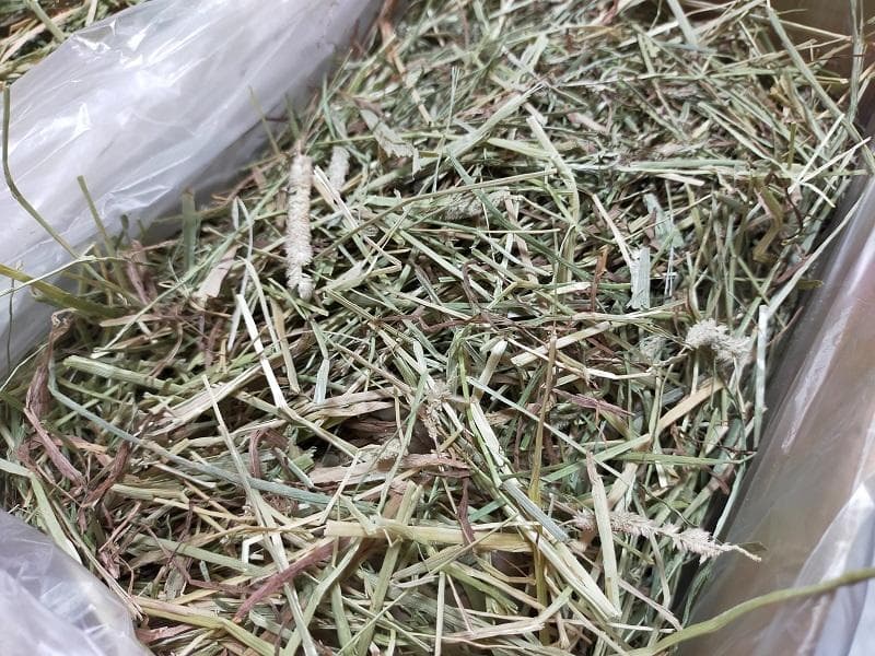 カナダ産 チモシー 50kg スーパープレミアム １番刈り