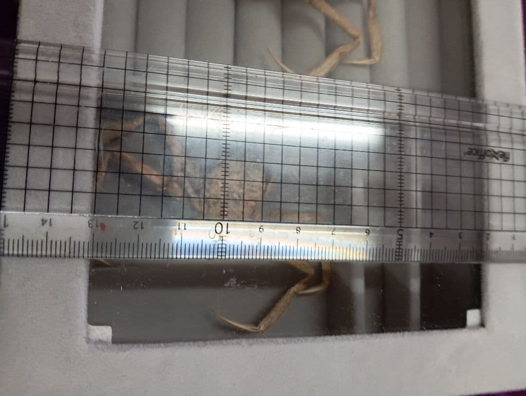 稀少レア平家怨霊瀬戸内海産人面蟹ペア源平合戦古戦場立体リアル標本ペア２点セット