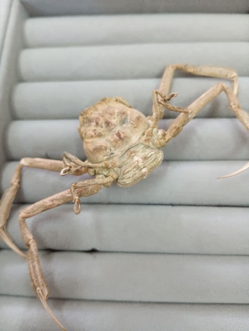 稀少レア平家怨霊瀬戸内海産人面蟹ペア源平合戦古戦場立体リアル標本ペア２点セット