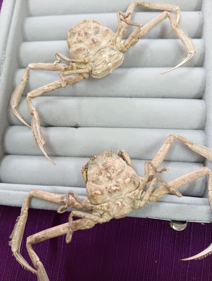 稀少レア平家怨霊瀬戸内海産人面蟹ペア源平合戦古戦場立体リアル標本ペア２点セット