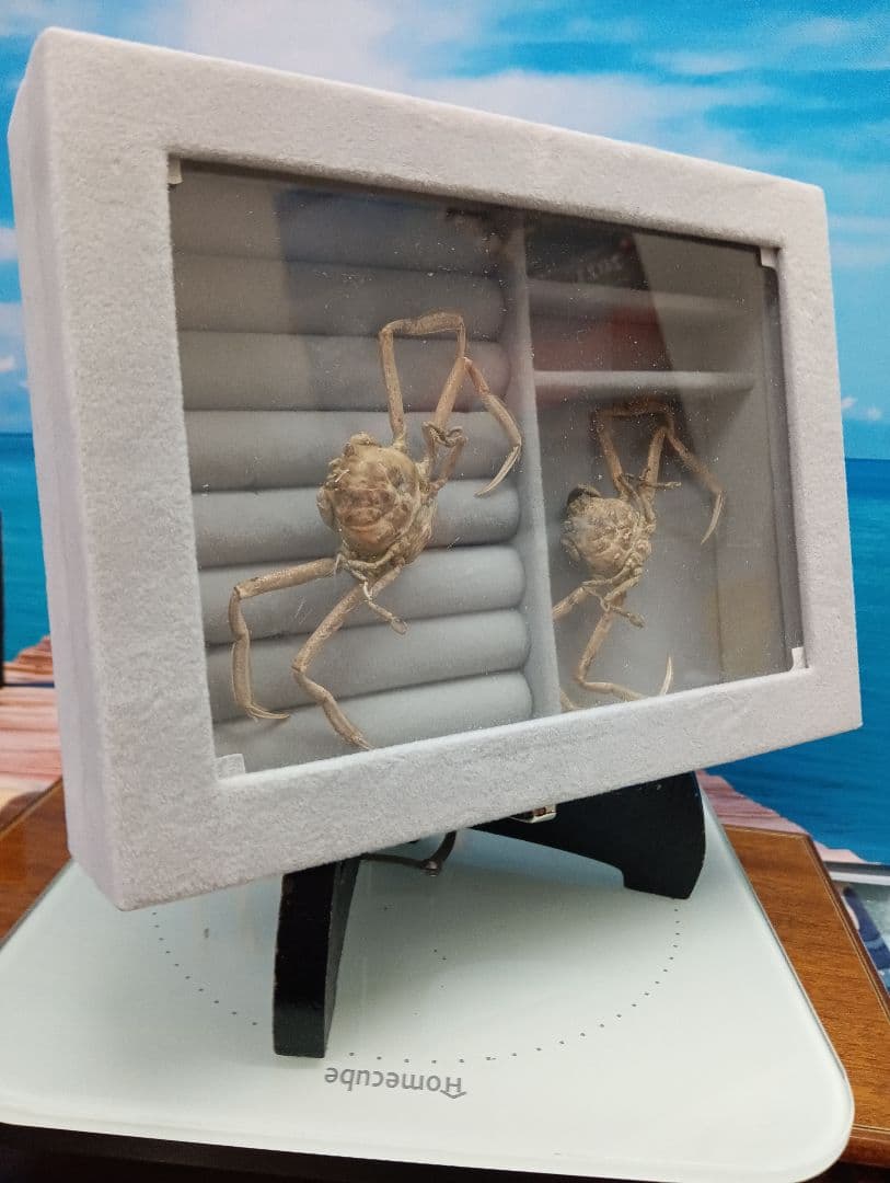 稀少レア平家怨霊瀬戸内海産人面蟹ペア源平合戦古戦場立体リアル標本ペア２点セット
