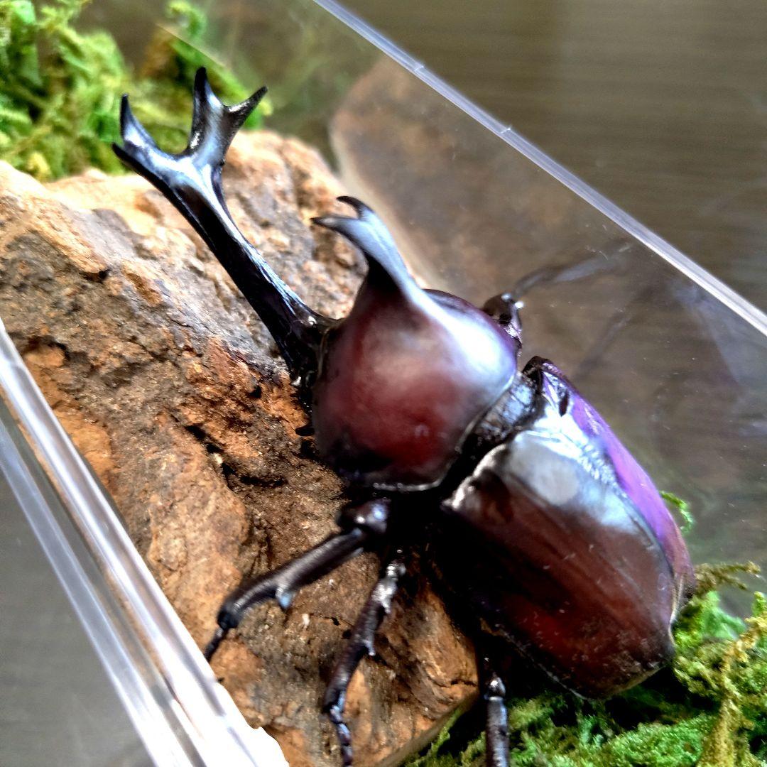 野生超特大巨大頭角カブトムシ標本82mm頭角幅20.5mm胸角幅5.9mmぐらい