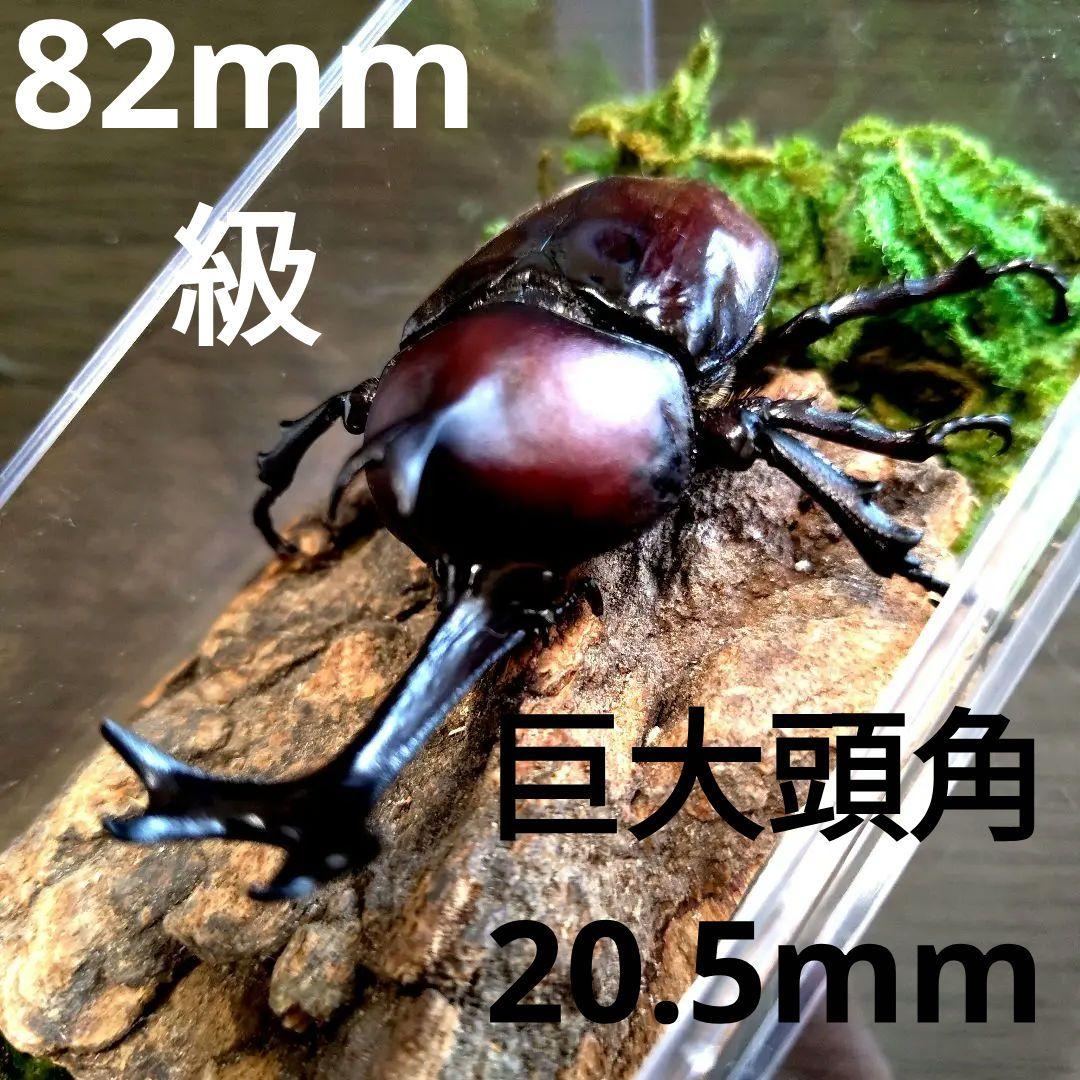 野生超特大巨大頭角カブトムシ標本82mm頭角幅20.5mm胸角幅5.9mmぐらい