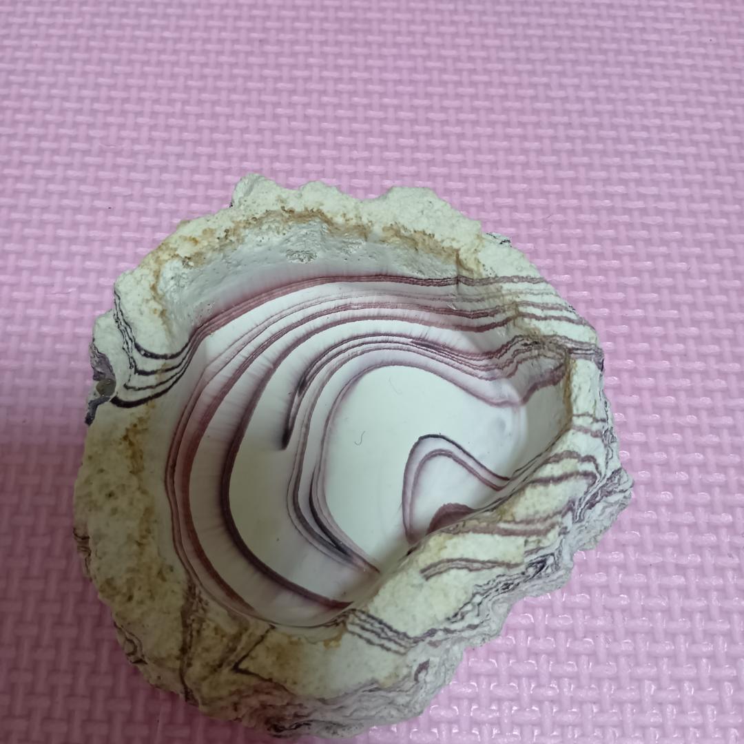 エキゾテラ　グラステラリウム3030　GEX