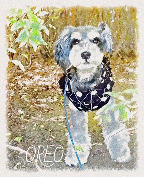 うちの子イラスト（データ納品）