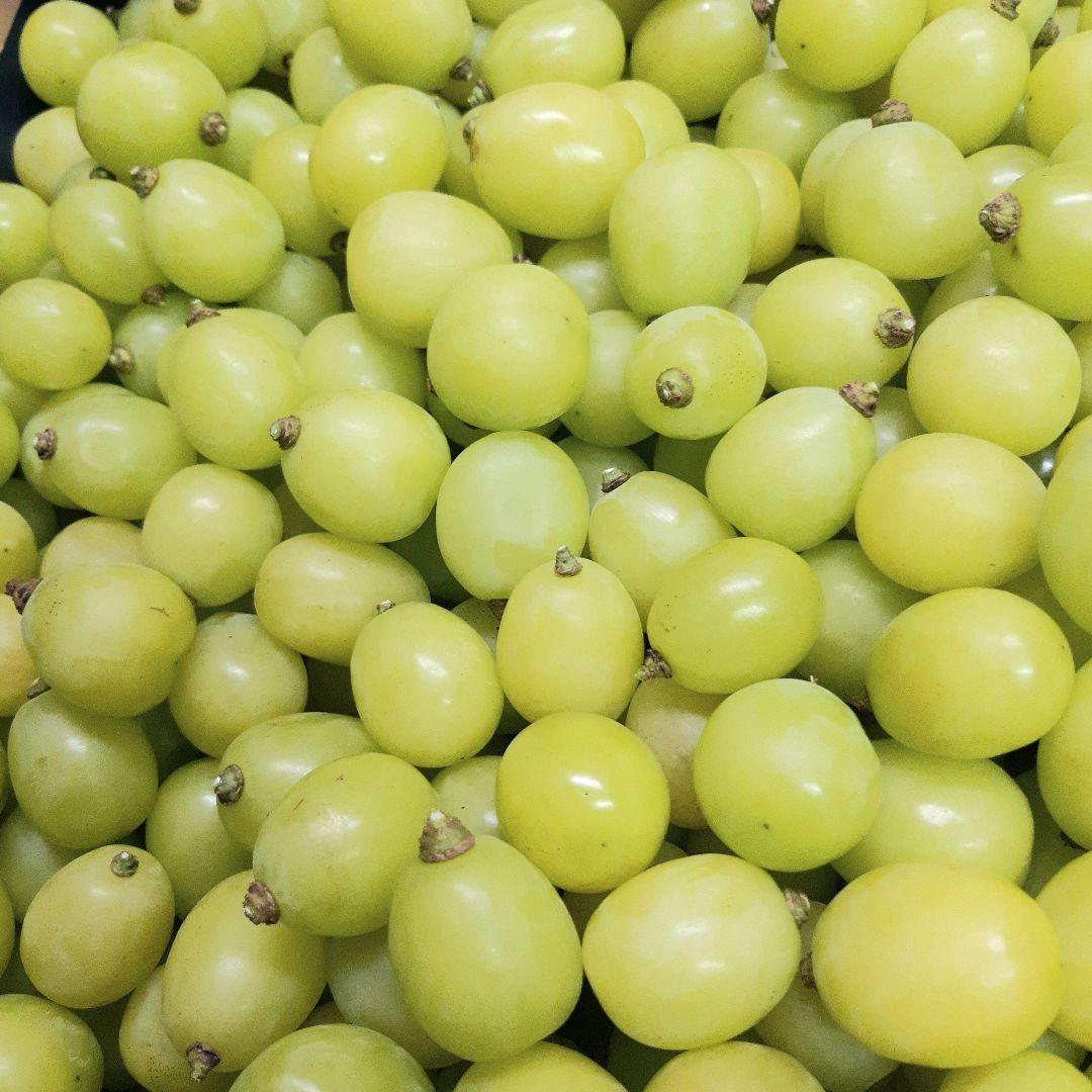 シャインマスカット増量の、徳用17キロ入りの粒21バック入りになります。