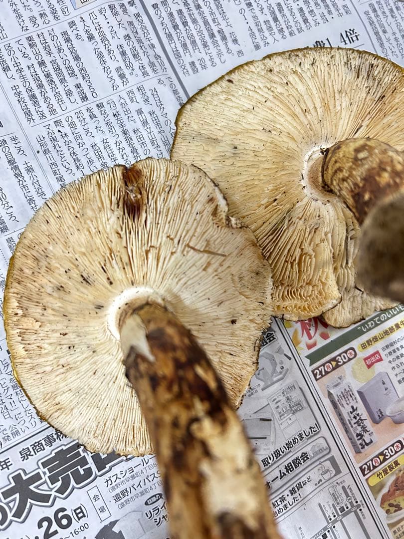 松竹梅　岩手県産松茸　【開き大 286g 】シーズンラスト