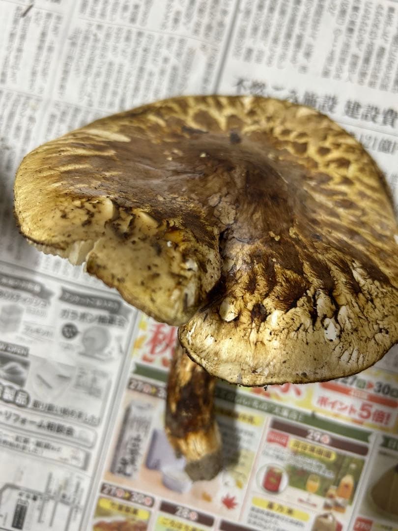 松竹梅　岩手県産松茸　【開き大 286g 】シーズンラスト