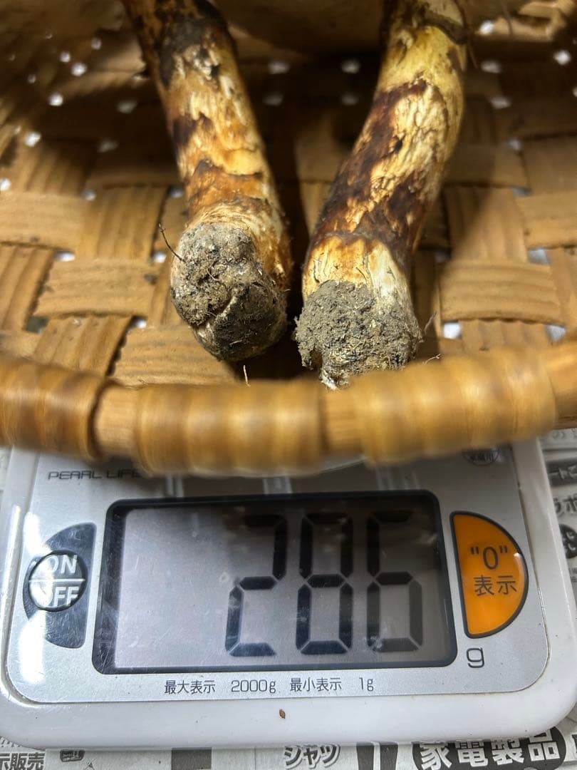 松竹梅　岩手県産松茸　【開き大 286g 】シーズンラスト