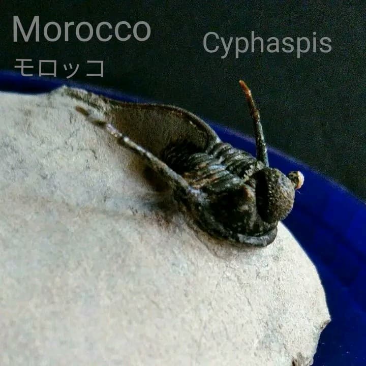 化石　骨格　標本　三葉虫　キファスピス　30mm