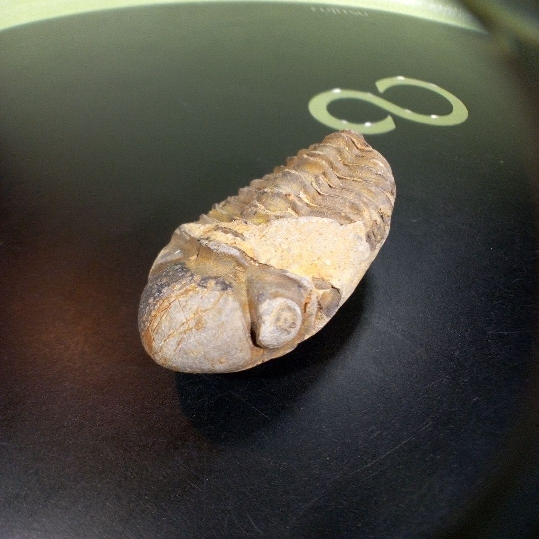 三葉虫　化石　fossil　ボリビア　trilobite　三葉虫綱　三葉虫管理⑧