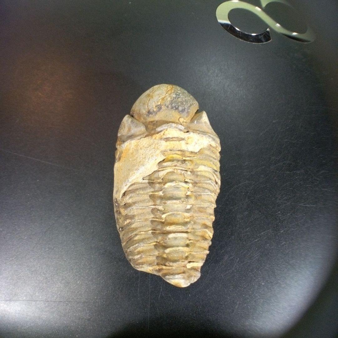 三葉虫　化石　fossil　ボリビア　trilobite　三葉虫綱　三葉虫管理⑧