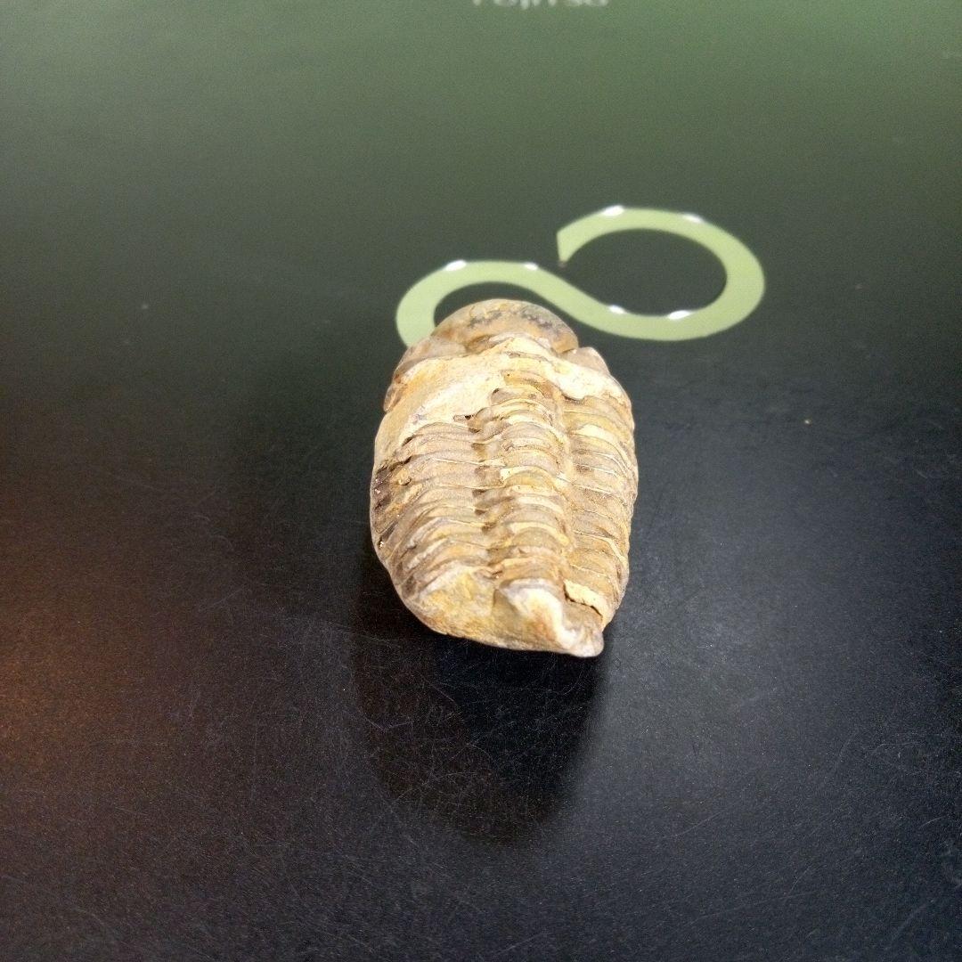 三葉虫　化石　fossil　ボリビア　trilobite　三葉虫綱　三葉虫管理⑧