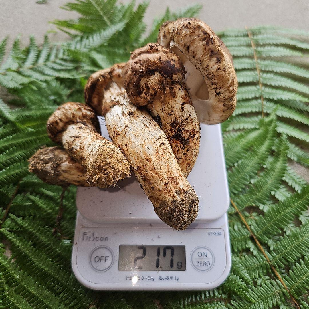 広島県産 松茸 217g