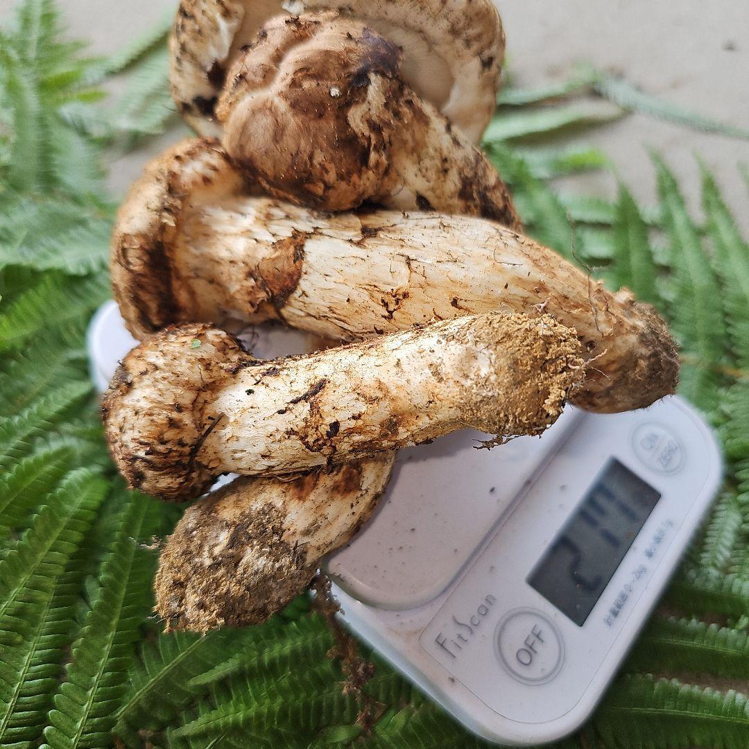 広島県産 松茸 217g