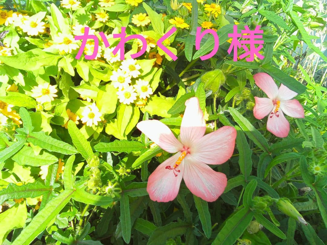 かわくりページ☆