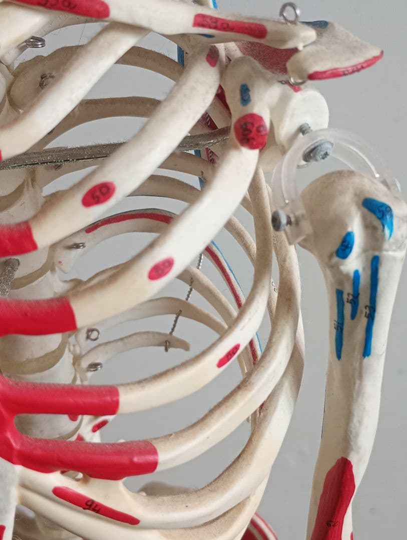 うきうきうっき ショーティ 1/2縮尺人体骨格モデル