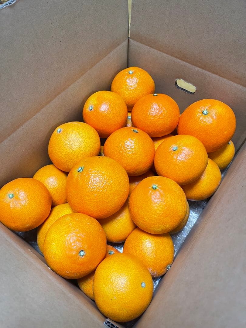 紅マドンナ(5kgx3箱)・ご家庭用