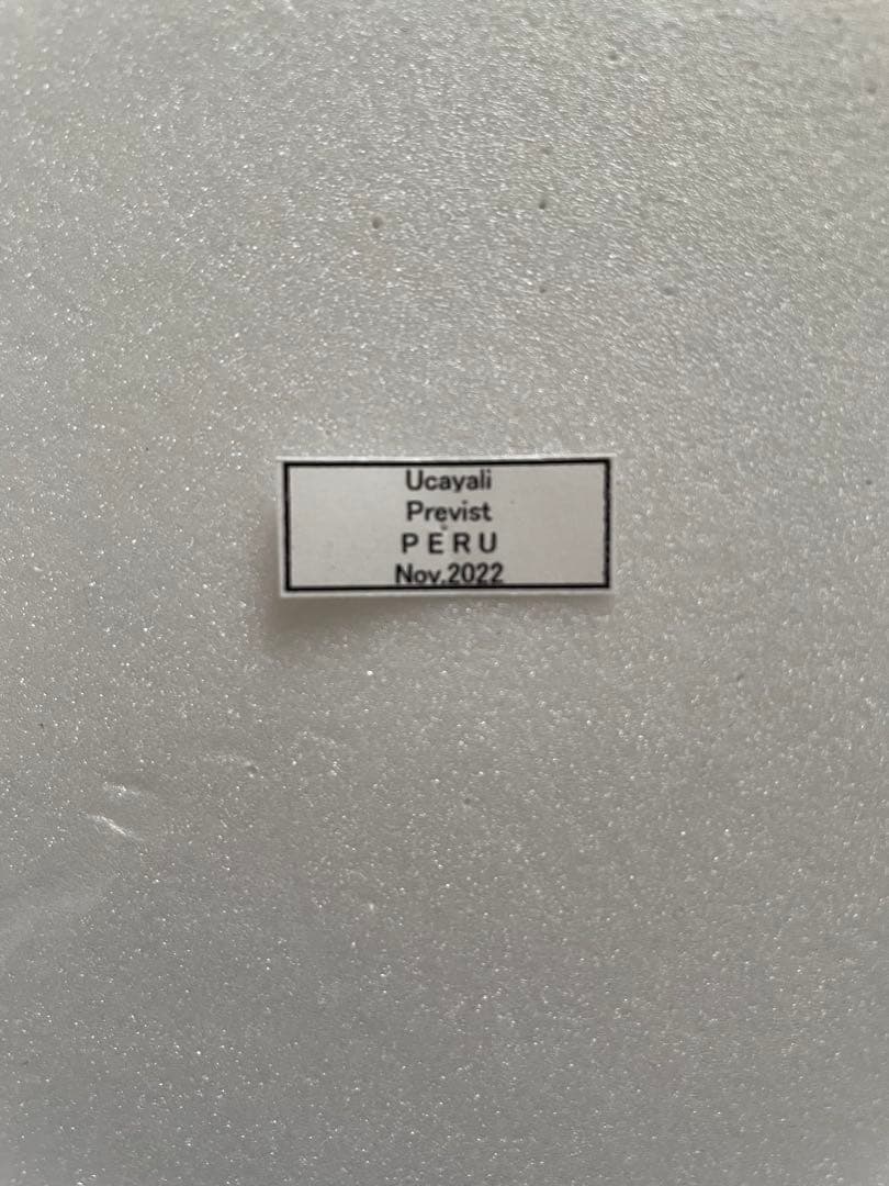 ディディウス・モルフォ（オス、ペルー産）