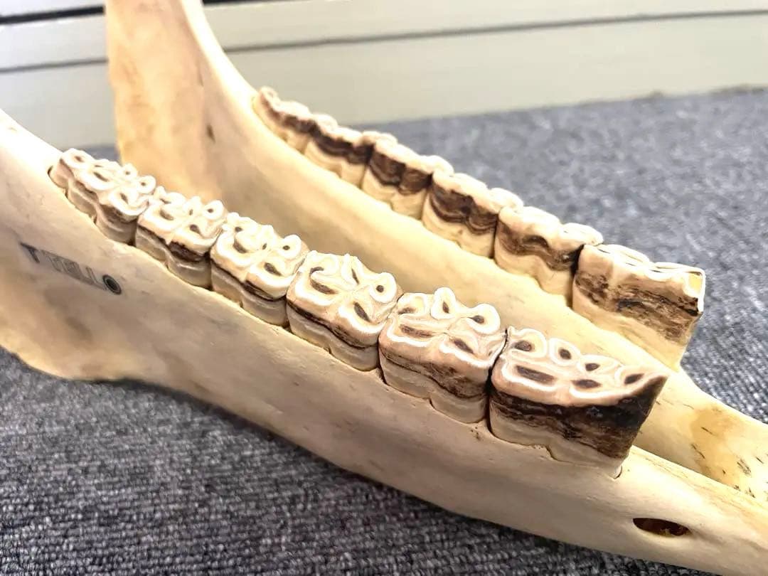 【値下げ】【新品】キハーダ　ロバの下顎の楽器