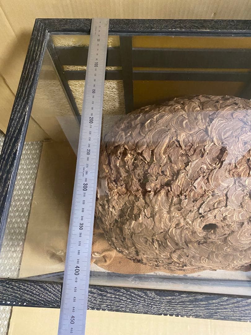 雀蜂の巣 スズメバチ ガラスケース　ハチの巣 オルゴール付きの木箱