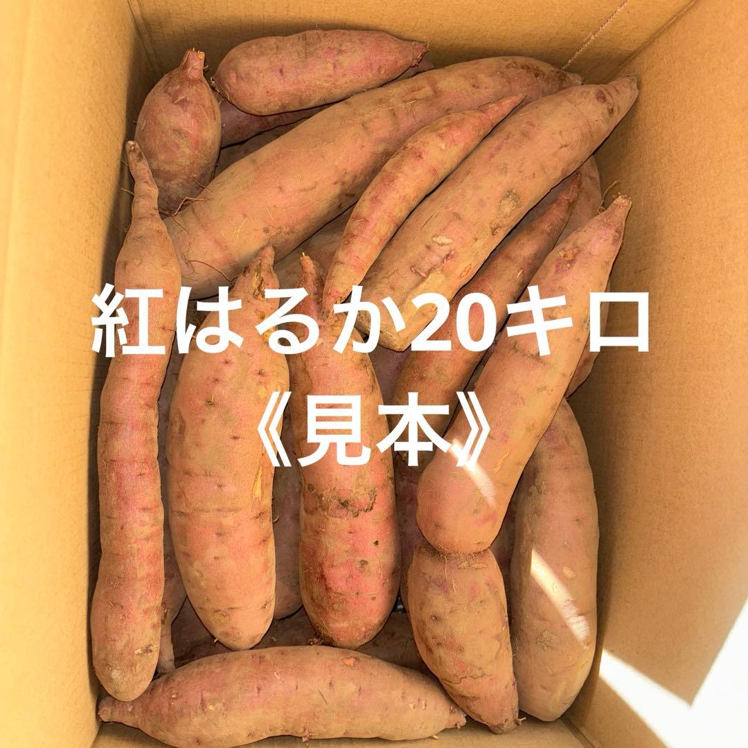 紅はるか20キロ《見本》