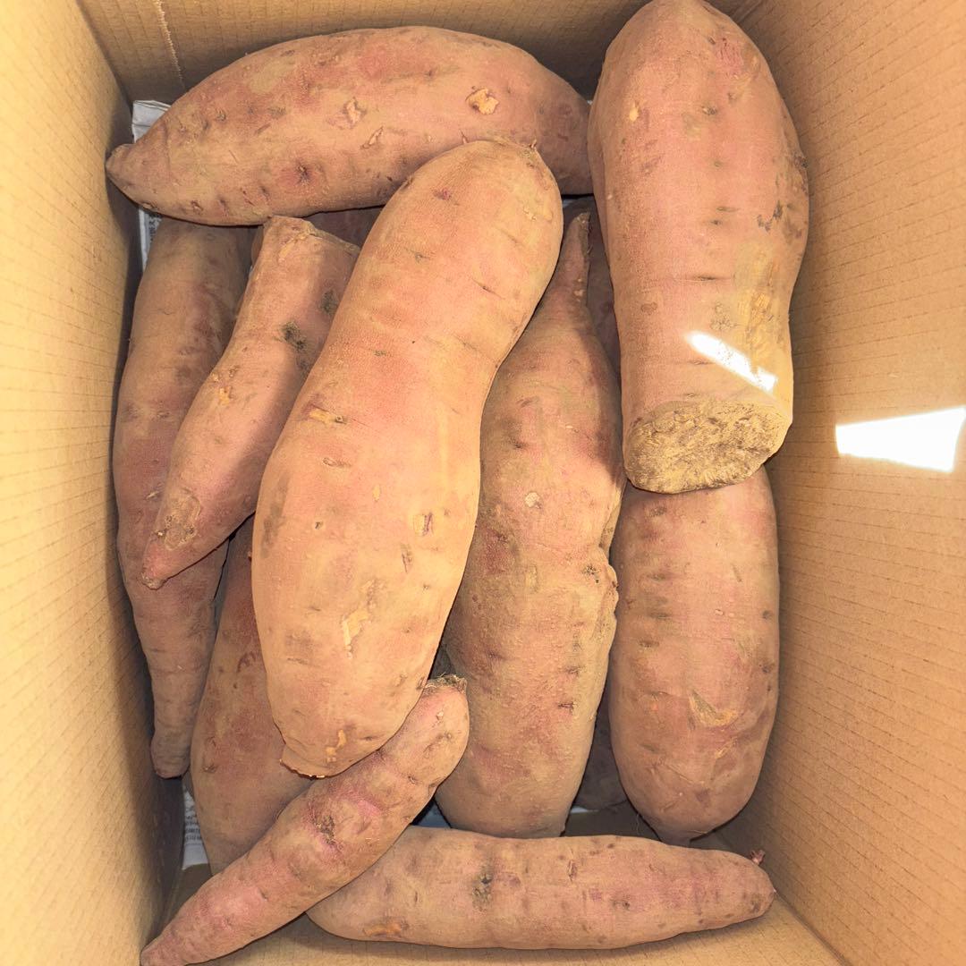 紅はるか20キロ《見本》