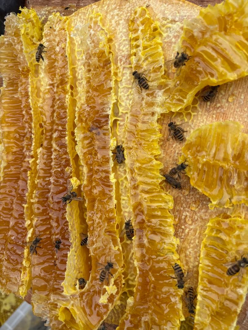 もっけ　1050g 2個