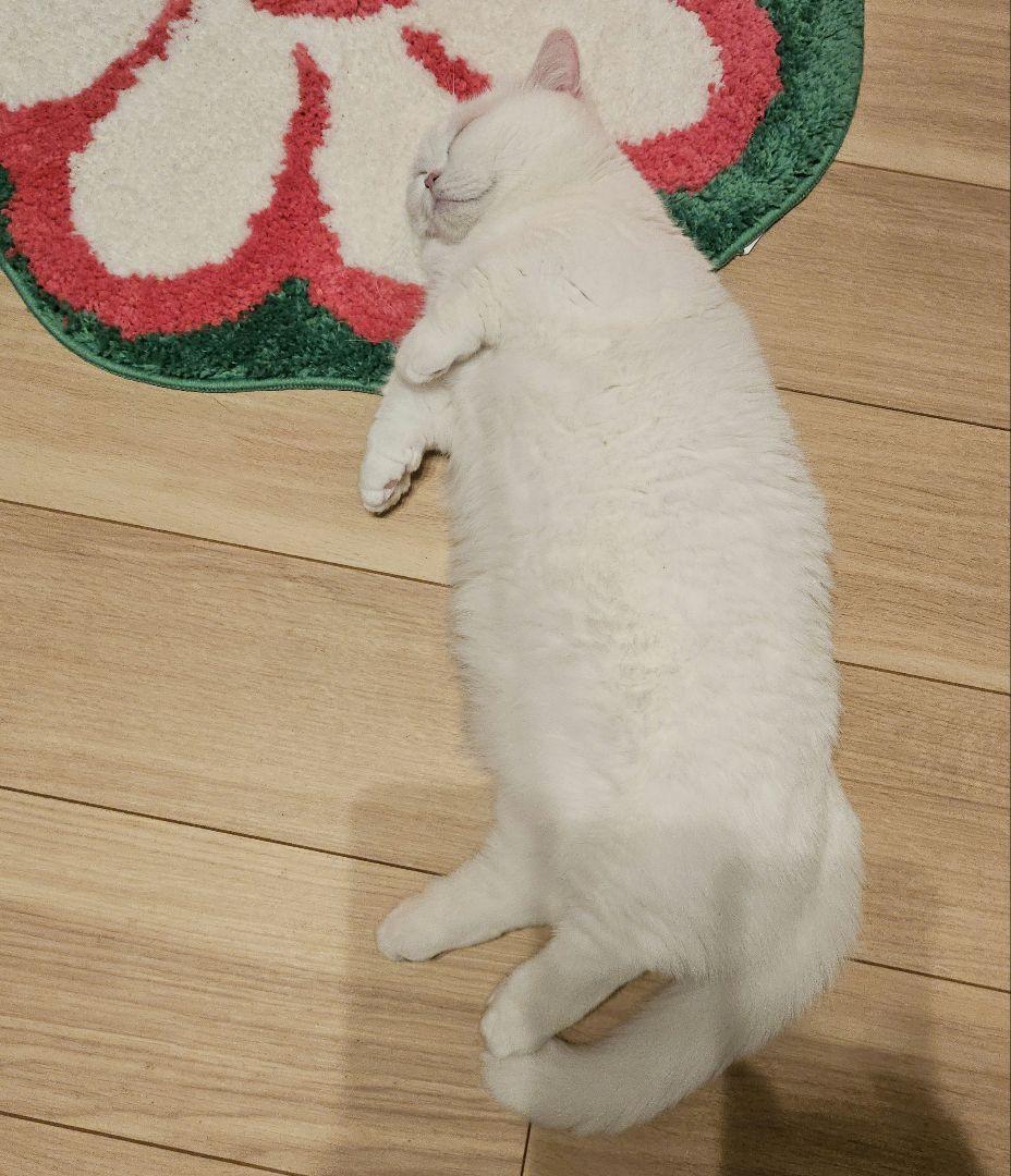 自動猫トイレ FURBULOUS BOX